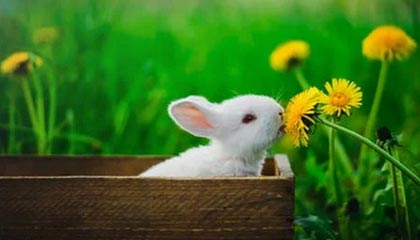 为什么广州人喝茶配点心，佛山人只专注茶本身